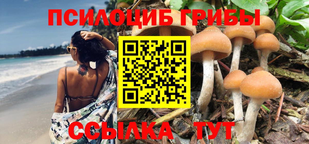 Осинники  Псилоцибиновые грибы Psilocybe  Вход с VPN 